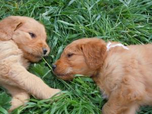 GoldendoodlePuppies